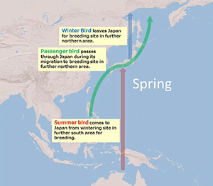 Bird Migration in Japan (Spring)