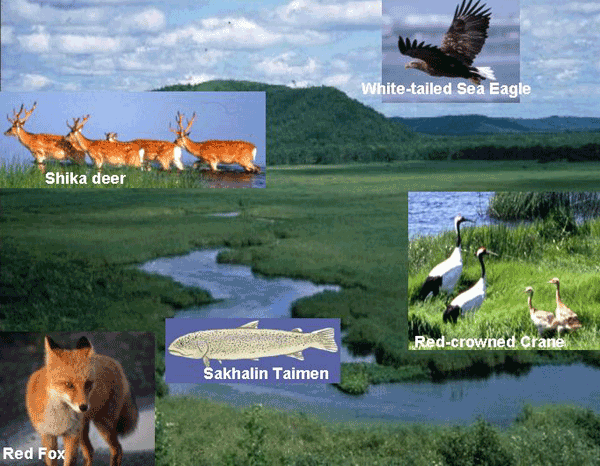 Wildlife in Kushiro Wetland
