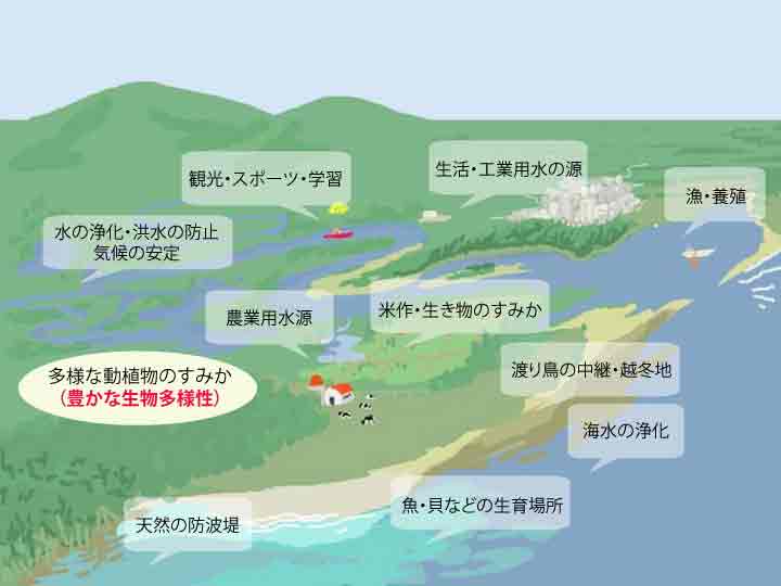 湿地（ウェットランド）  釧路国際ウェットランドセンター